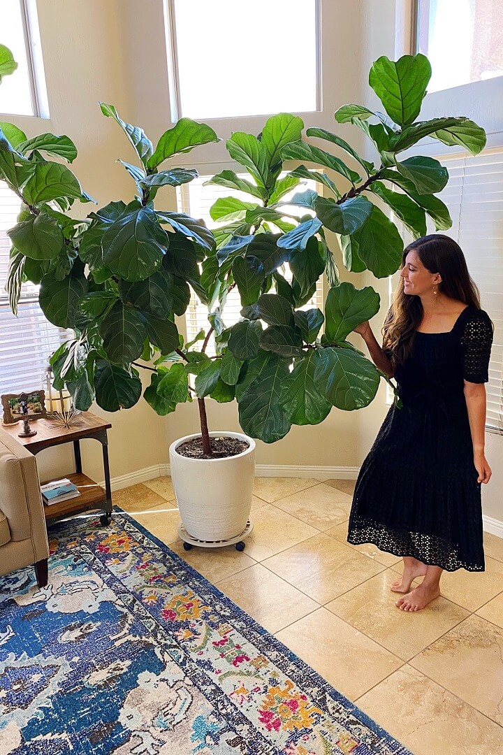 Benefits of Owning a Fiddle Leaf Fig Tree