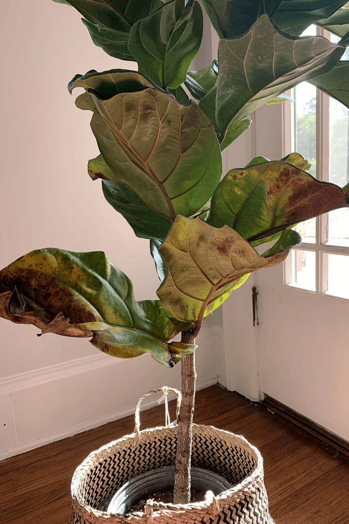 Dried-Out Fiddle Leaf Fig