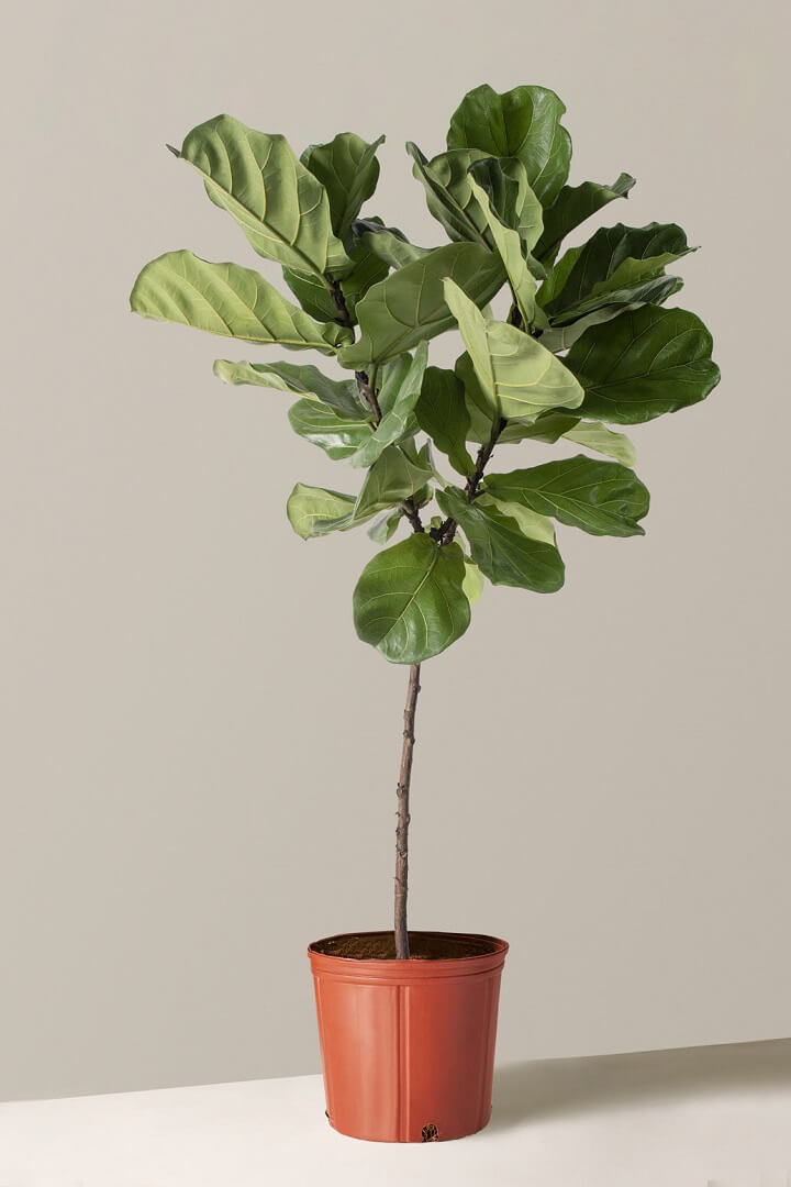 The Ultimate Guide to Faux Fiddle Leaf Fig Trees FiddleLeafFig