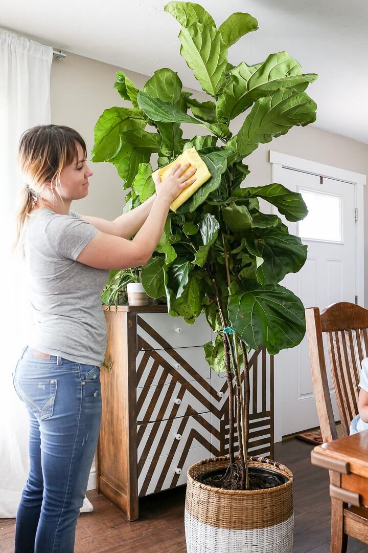 How To Clean Fiddle Leaf Fig Leaves