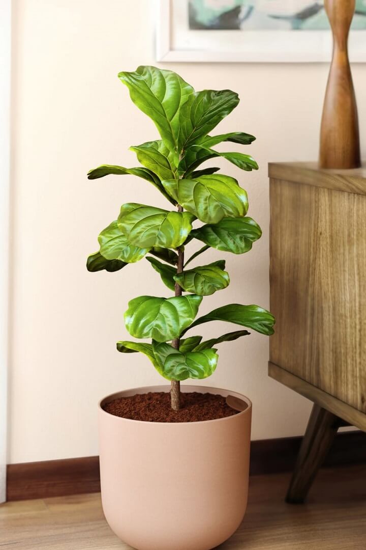 How to Care for Your Fiddle Leaf Fig On Vacation