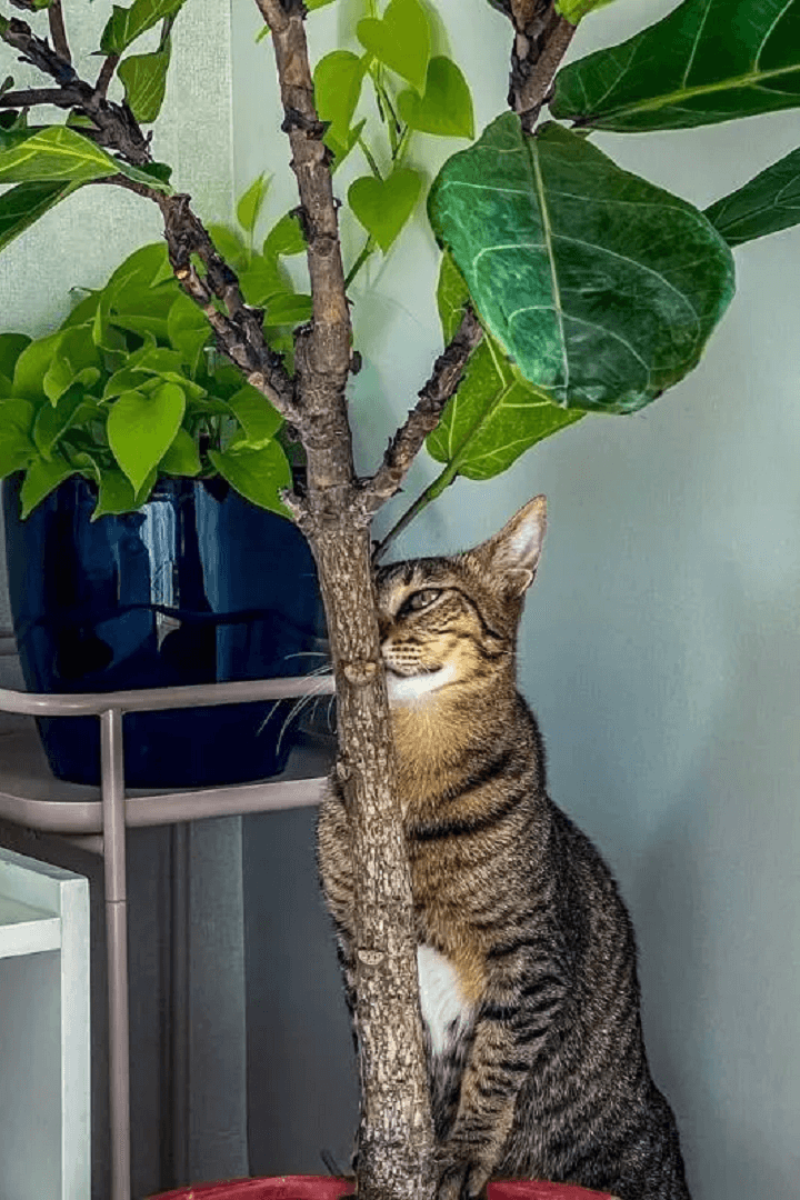 Are Fiddle Leaf Figs Toxic to Cats, Dogs, or Other Pets