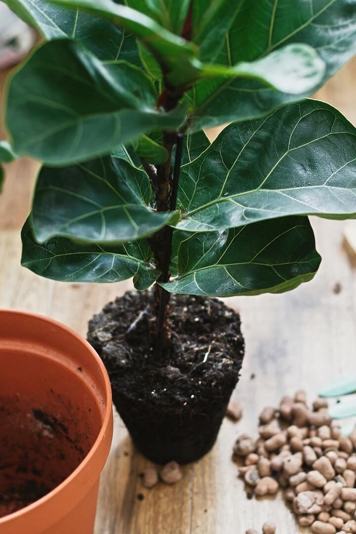 Creating Perfect Drainage for a Fiddle Leaf Fig