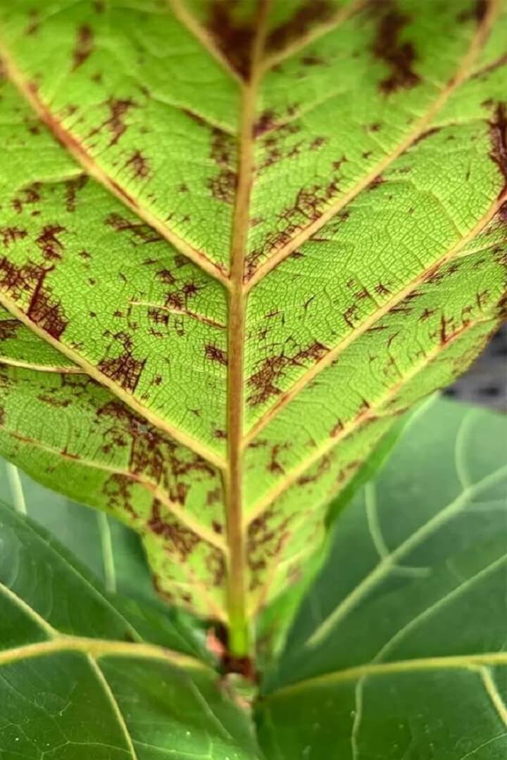 Edema on Fiddle Leaf Fig Leaves