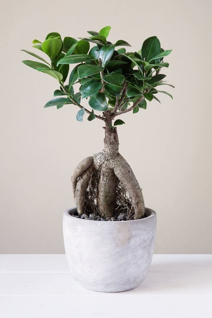 How to Care For Your Ficus Bonsai
