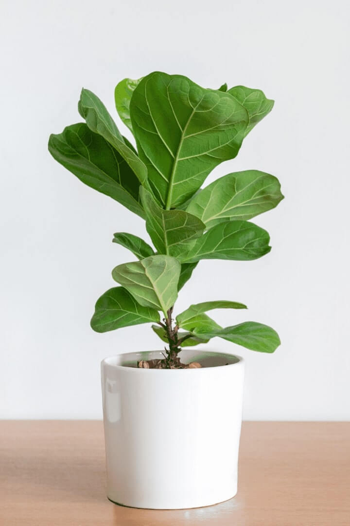 How to Get Rid of Fungus Gnats on Fiddle Leaf Fig Plants