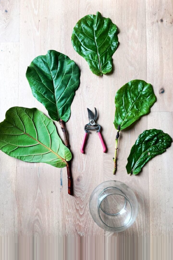 How to Propagate a Fiddle Leaf Fig in 5 Minutes