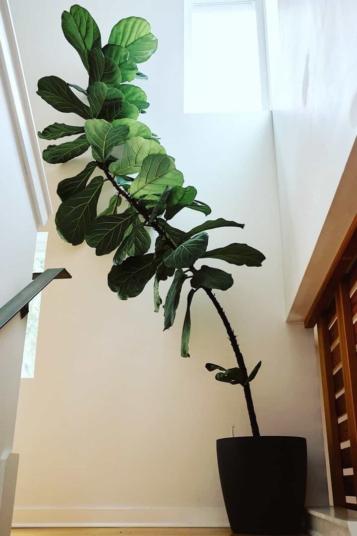 4 Reasons Your Fiddle Leaf Fig Is Leaning (How to Fix)