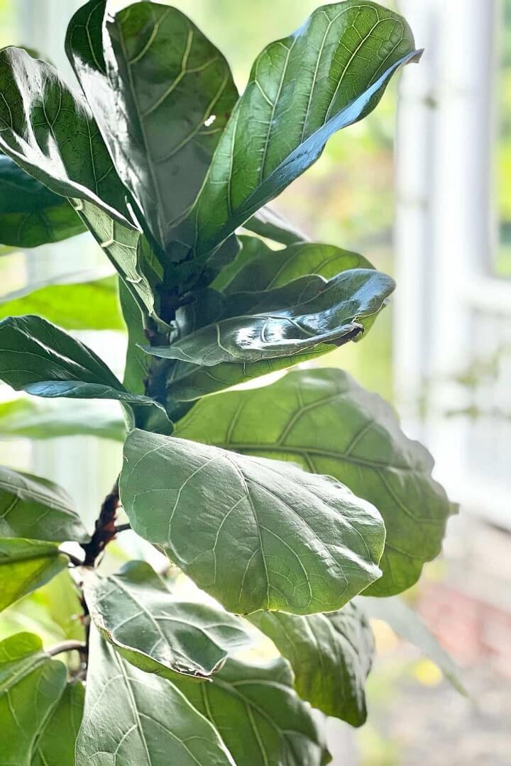 Seasonal Changes That Can Hurt Your Fiddle Leaf Fig