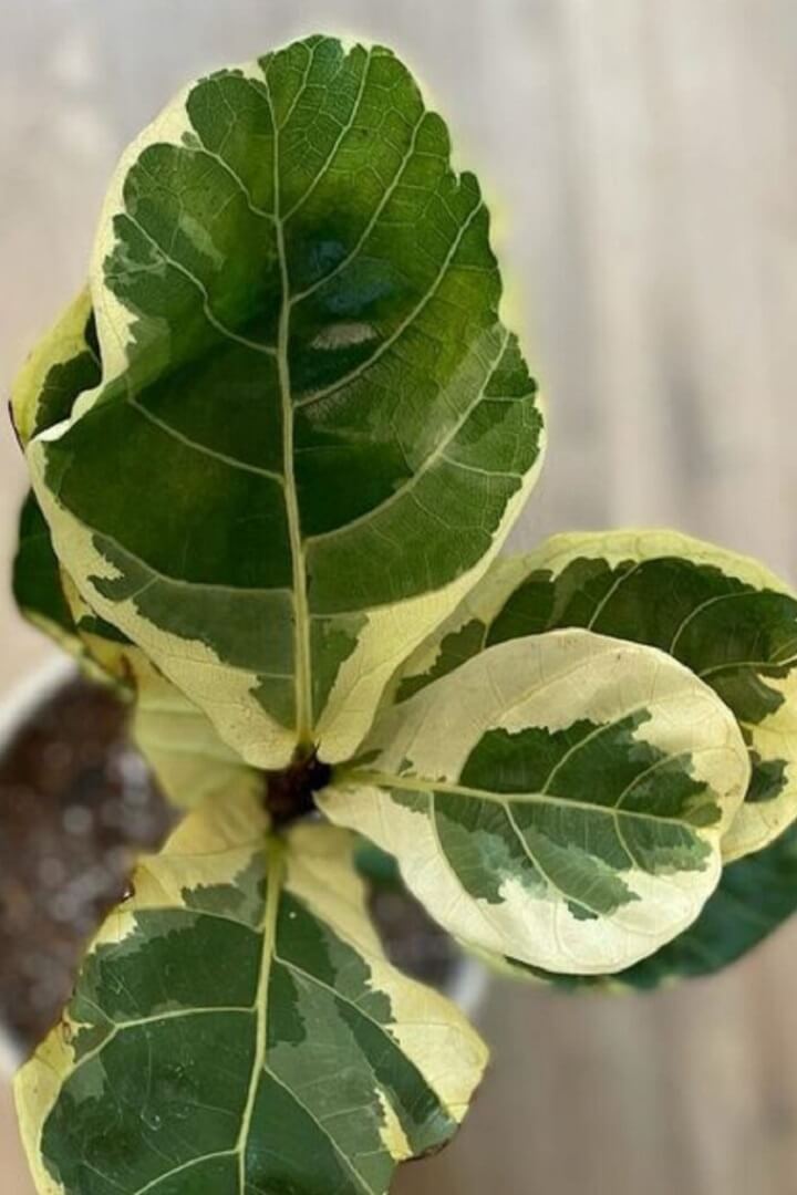 The Ultimate Guide to the Variegated Fiddle Leaf Fig