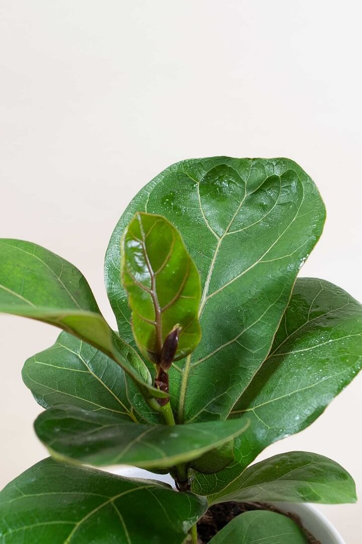 What to Do if Your New Fiddle Leaf Fig Leaves Are Smaller than Older Leaves